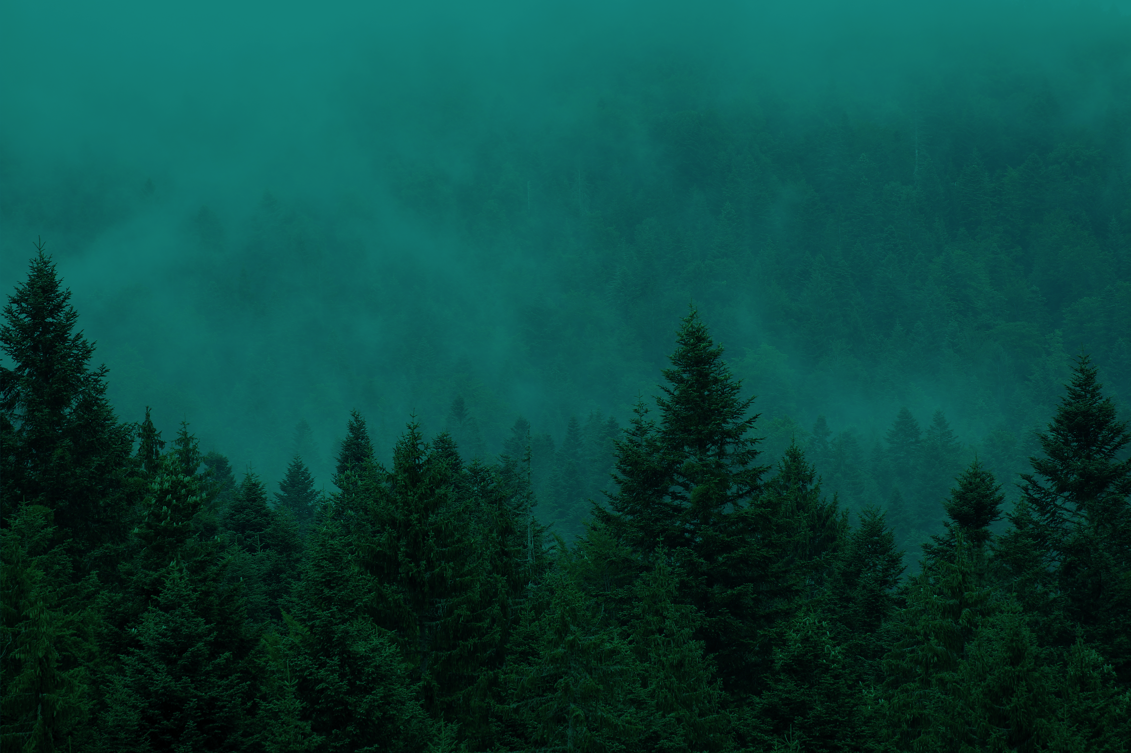 Misty evergreen forest landscape symbolizing slow living, longevity, natural renewal, and the calming philosophy behind SLOAID skincare